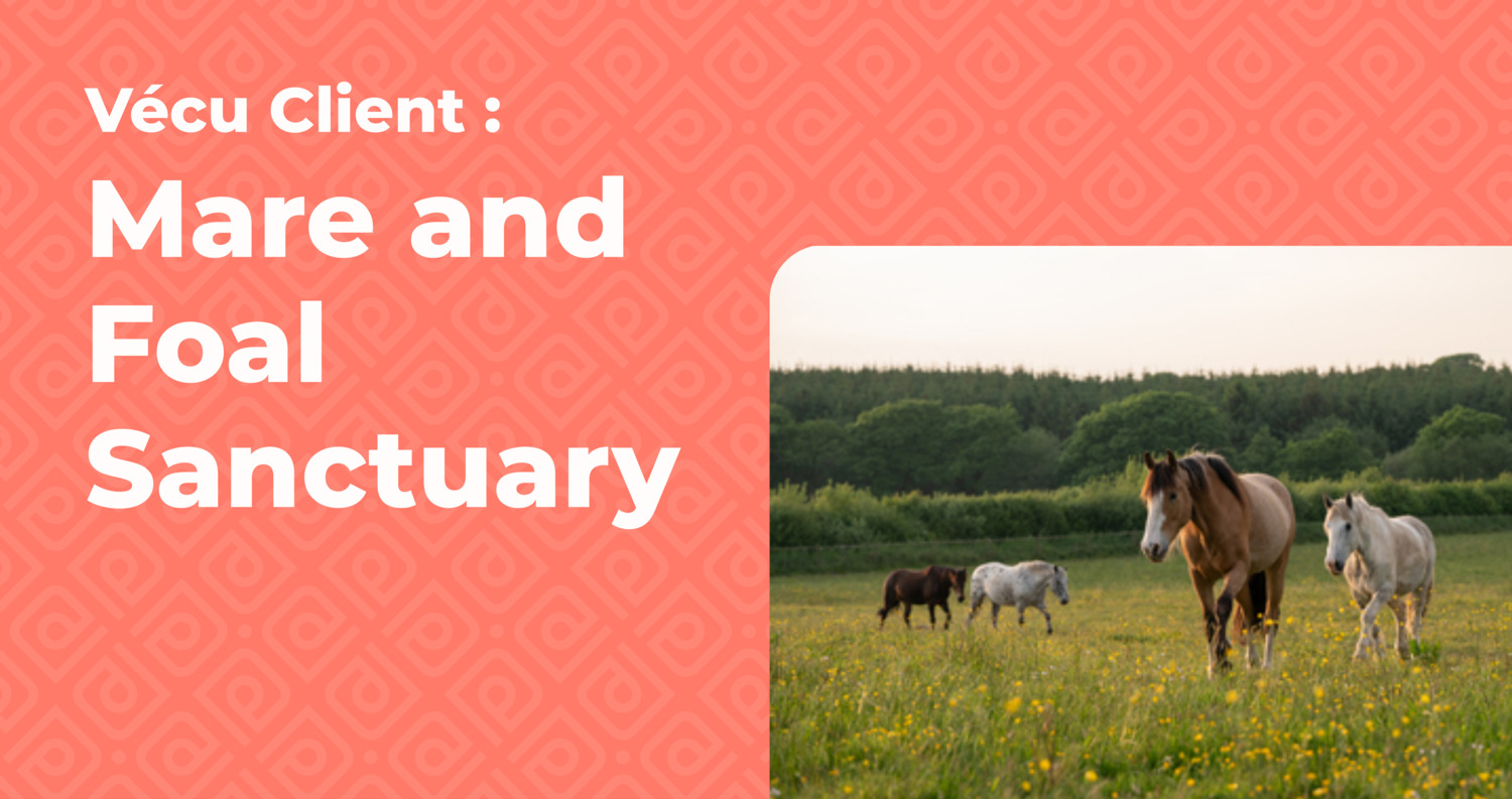 Mare and foal phototheque organisation caritative